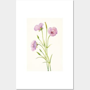 Splendid mariposa lily - Botanical Illustration Posters and Art